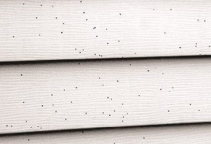 Artillery fungus or Shotgun Fungus on houses in the greater Hagerstown, MD area.