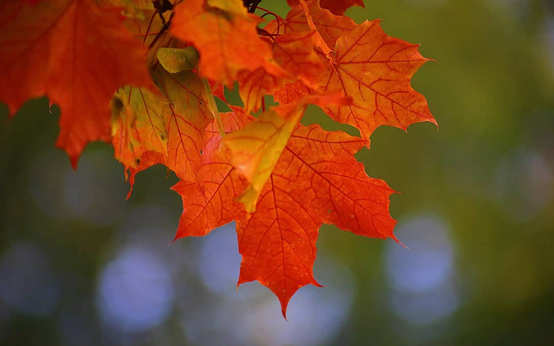 Leaves are pretty until you need clean gutters