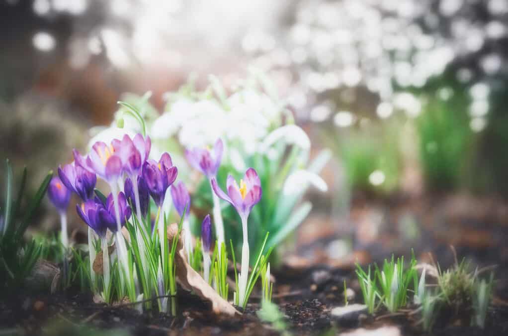 Spring flowers stay safe with pressure washing from Complete Power Wash in Hagerstown, MD