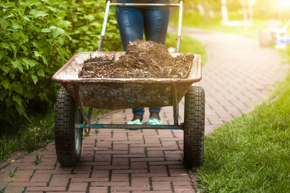 Mulch that could have shotgun fungus